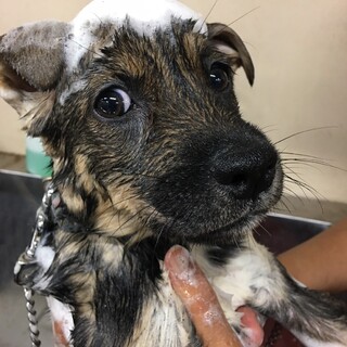ぽわわん野犬子犬、しろなちゃん