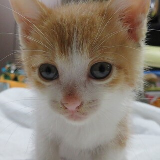 元気でやんちゃな男の子