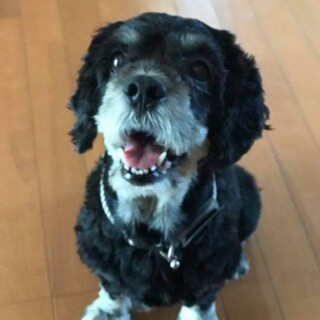 コッカーミックスの『ラボ』