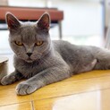 ブリティッシュショートヘア♪ とても甘えん坊さん♪