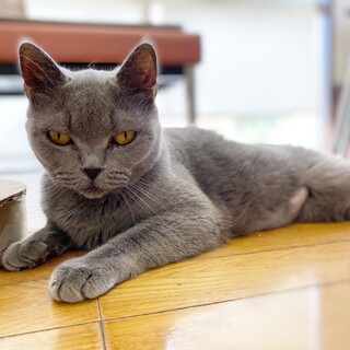 ブリティッシュショートヘア♪ とても甘えん坊さん♪
