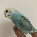 仲良し3羽一緒にお願いできる方募集