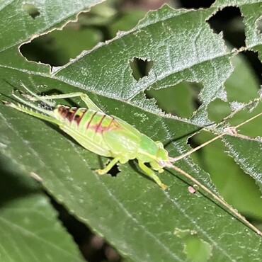 今年は飛び立つ虫が多い！(◎_◎;)地震も少し不安…