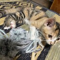 三毛子猫の里親さん！！(キャンセルの為再度掲載中]