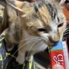 三毛子猫の里親さん！！(キャンセルの為再度掲載中] サムネイル2