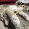 三毛子猫の里親さん！！(キャンセルの為再度掲載中] サムネイル3
