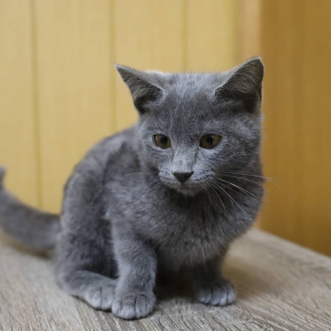 グレーの毛色♡もあちゃん」千葉県 - 猫の里親募集(376023) :: ペット