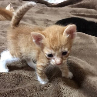 ちょっと小さ目な茶トラちゃん