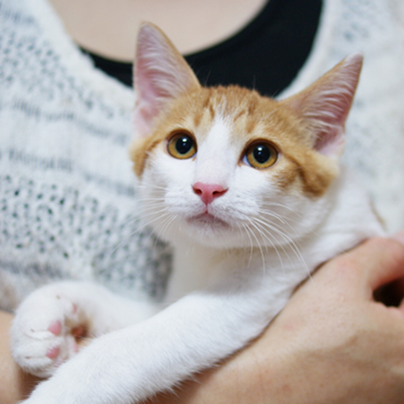 いつもご機嫌 ゴロゴロに 神奈川県 猫の里親募集 ペットのおうち 月間利用者150万人