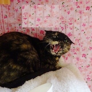 人には近寄りません甘えませんが静かな猫さんです