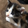 お茶目な三毛ちゃん