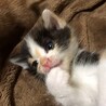 お茶目な三毛ちゃん サムネイル2