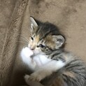小ぶりな三毛猫ちゃん