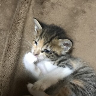 小ぶりな三毛猫ちゃん