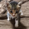 小ぶりな三毛猫ちゃん サムネイル2