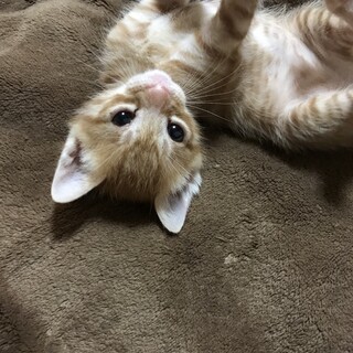 お天馬な茶トラちゃん