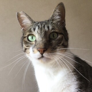 甘えん坊なキジシロくん