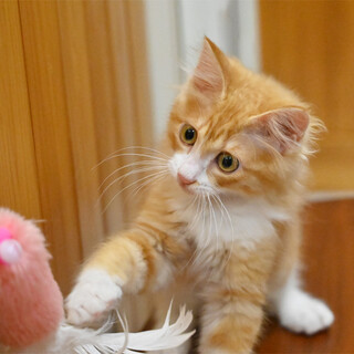 キュートな長毛茶白ちゃん