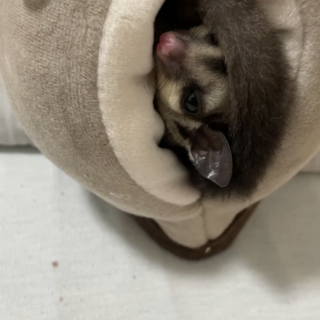 フクロモモンガ(ベイビーちゃん)里親募集！