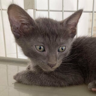 ちっちゃい３姉妹、ちびグレーちゃん！