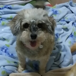 繁殖屋から保護、子犬みたいに はしゃぐトイプー