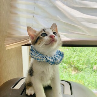 モデル猫級の可愛い男の子♡