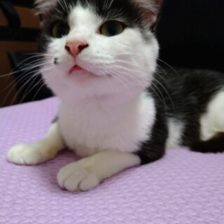 可愛いお顔のツンデレ男の子　神(シン)ちゃん