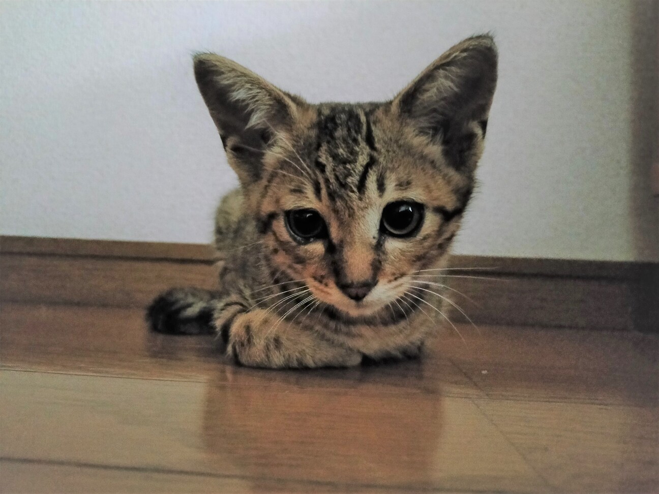 腕白でイケメンなキジトラ 福岡県 猫の里親募集 ペットのおうち 月間利用者150万人