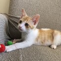 猫大好き！元気いっぱい茶白のプリンくん