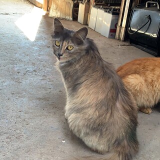 サビ柄の女の子