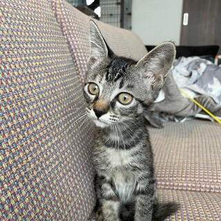 助けてください！エイズキャリアの仔猫