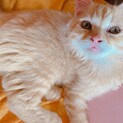 ふわ系の男の子