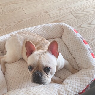 応募者殺到につき募集終了！2歳の女の子！