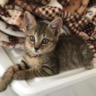 募集停止中⭐️可愛いキジトラ女の子ｰ2ヶ月