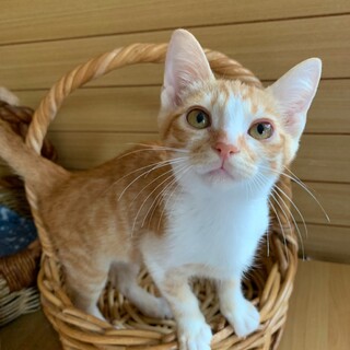 【ともる】おかげ様で里親さまが決まりました。