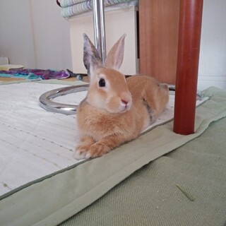 佐渡っこ二世【なでなで好きなむーたん】