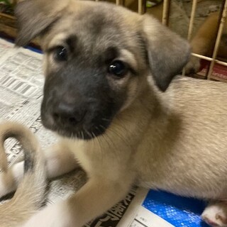 甘えん坊な子犬達2か月オス2匹
