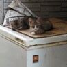 家の猫の日常風景