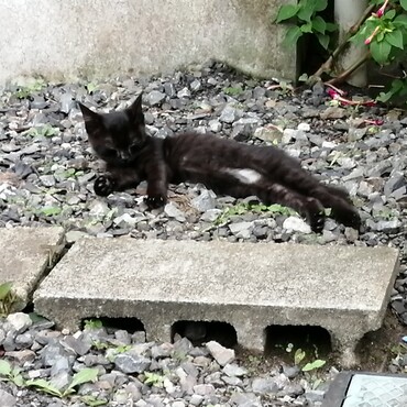 家の猫の日常風景