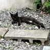家の猫の日常風景