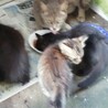 家の猫の日常風景