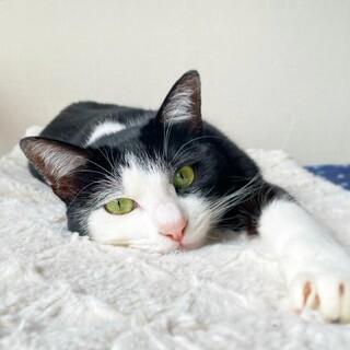 ぽわぽわの毛が可愛いツンツン女子『あんこちゃん』