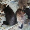 家の猫の日常風景
