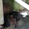 家の猫の日常風景