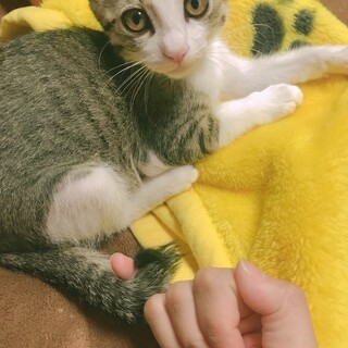 里親募集中【ワクチン済✨】