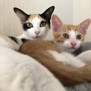 魅惑のツンデレ♡個性派三毛猫女子『ガガちゃん』