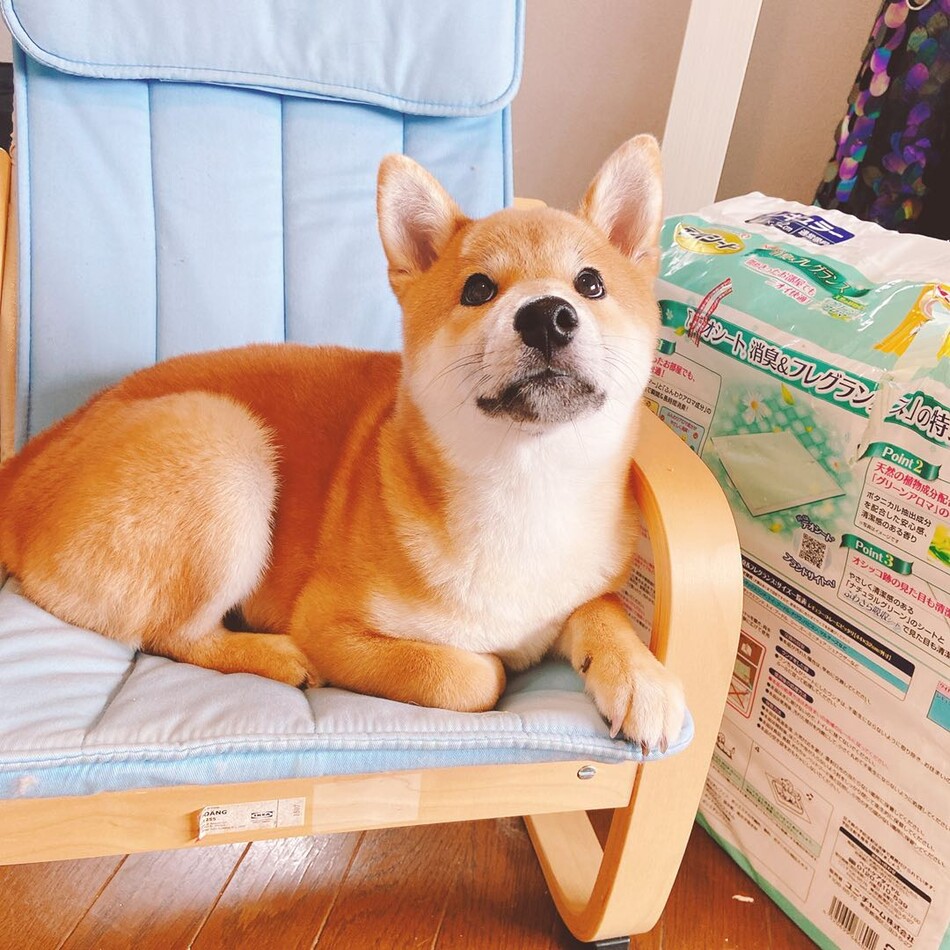 ジャンジャンのカバー写真
