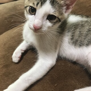 里親募集中【ワクチン済✨】