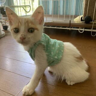 人懐こい可愛い茶白の男の子　すらりん