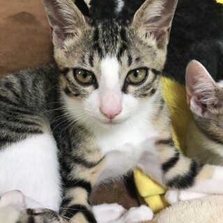 里親募集中【ワクチン済✨】